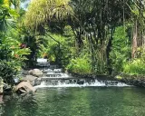 Ein üppiger Wasserfall fließt in den Arenal See, umgeben von tropischer Vegetation und hängenden Wurzeln.