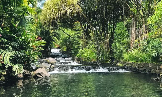 Ein üppiger Wasserfall fließt in den Arenal See, umgeben von tropischer Vegetation und hängenden Wurzeln.