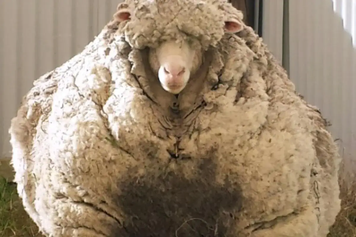 Ein Schaf mit extrem viel Wolle, das an die Herkunft von feiner Merinowolle erinnert.
